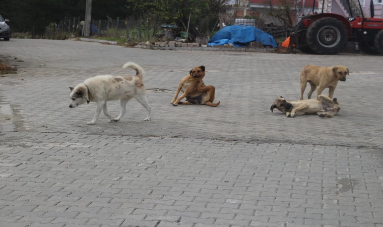 BAŞI BOŞ KÖPEKLERE BİR ÇÖZÜM BULUNMALI