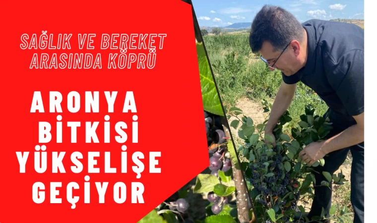 Aronya Bitkisi Yükselişe Geçiyor