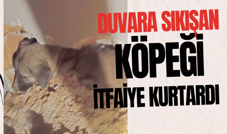 Duvara Sıkışan Köpeği İtfaiye Kurtardı