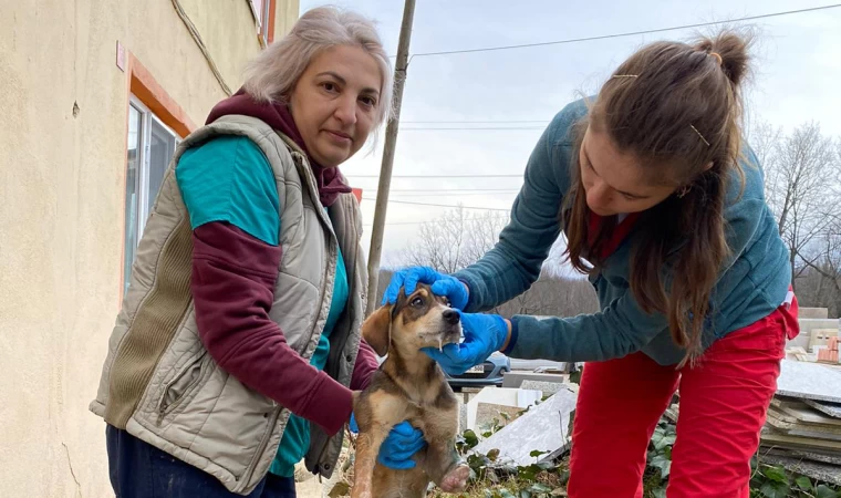 Yaralı Köpeğe Acil Yardım