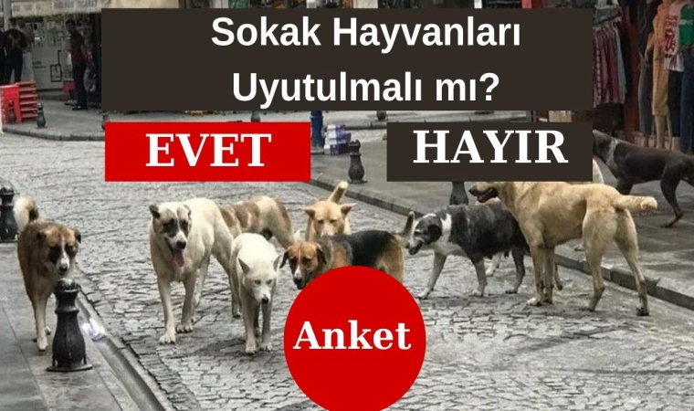 Sokak Hayvanları ve Yasa Taslağı Hakkında Görüşlerinizi Paylaşın