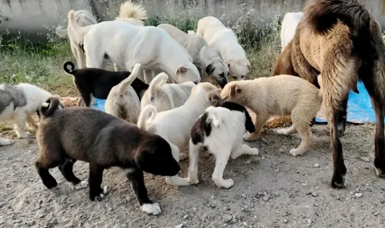 Sokak Köpekleri İçin Uyutma Yasası Meclis Gündeminde