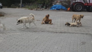 BAŞI BOŞ KÖPEKLERE BİR ÇÖZÜM BULUNMALI