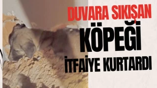 Duvara Sıkışan Köpeği İtfaiye Kurtardı