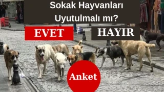 Sokak Hayvanları ve Yasa Taslağı Hakkında Görüşlerinizi Paylaşın